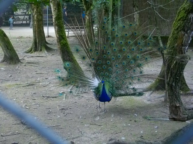 IMGP3668.JPG