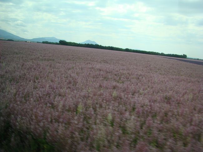 DSC06481.JPG
