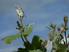 P1020585