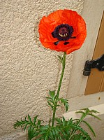 DSC02245.JPG